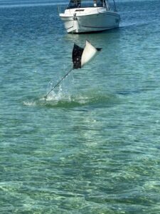Spotted Eagle Ray