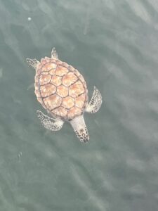 Sea Turtle